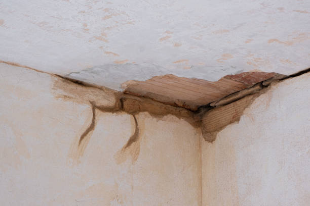 Best Professional water damage repair  in Mondovi, WI